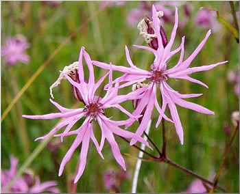 ragged_robin